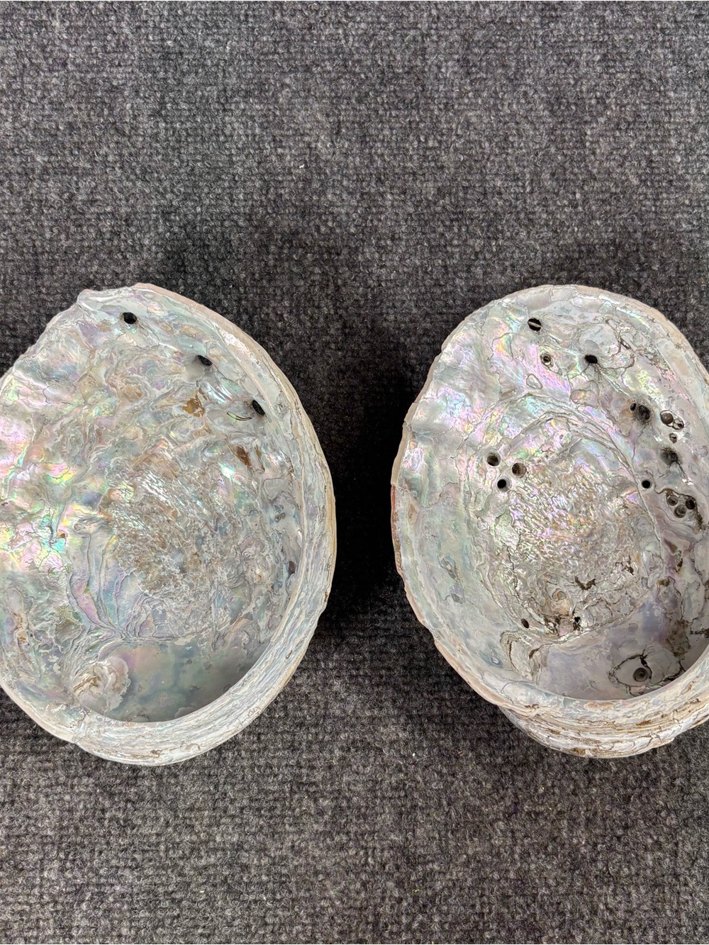 2 Large Natural Abalone Haliotis Rufescens Shells 8x5.5” Beach Boho Home Decor